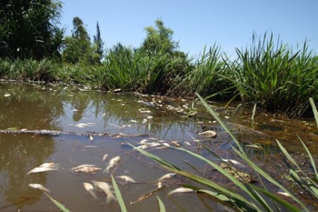 Nước thải công nghiệp ảnh hưởng nghiêm trọng tới nguồn nước nông thôn